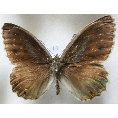 Hipparchia statilinus (Hufnagel, 1766) male Skalnik statilinus Greece19